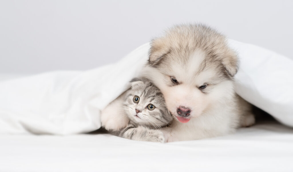 alaskan,malamute,puppy,hugs,gray,kitten,under,warm,blanket,on