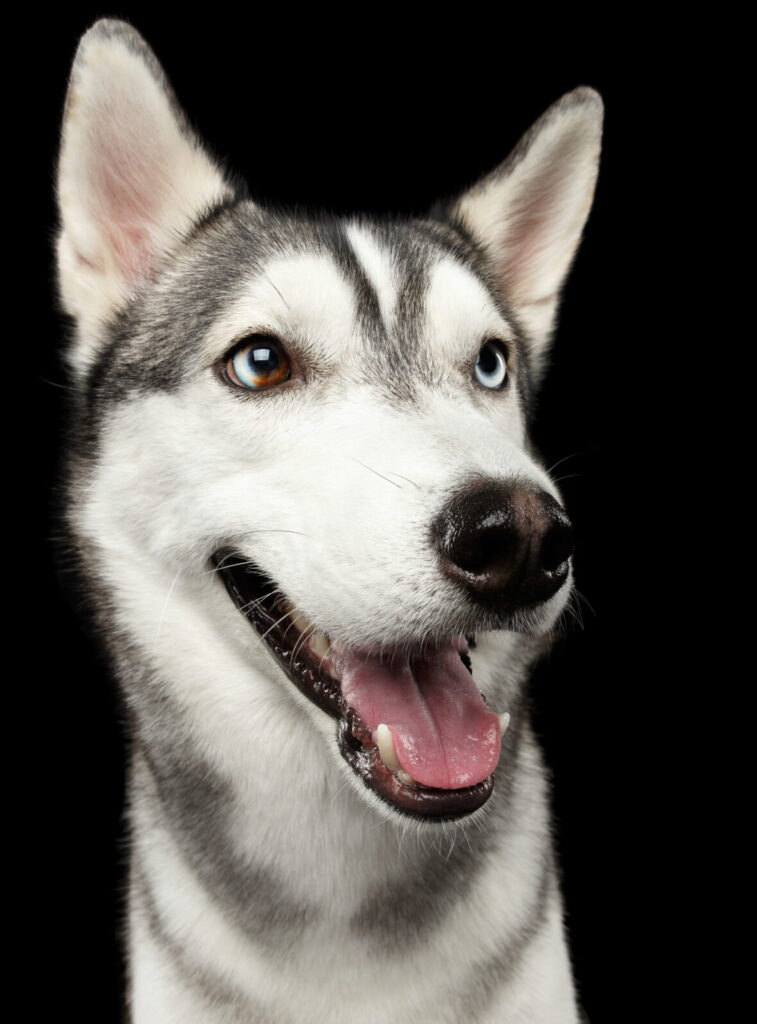 portrait,of,happy,siberian,husky,dog,smiling,on,isolated,black